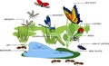 Cartoon pond with many species of insects living near the water